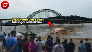 Inilah Bukti Nyata Ular Lembu Sungai Mahakam Yang Mampu Jebolkan Bendungan Dan Rumah