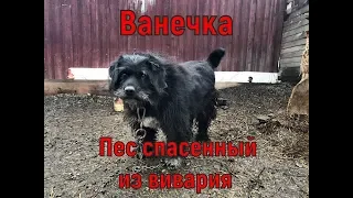 Ванечка или пес спасенный из вивария