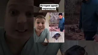 История одной черепашки