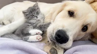 How a Golden Retriever and a Tiny Kitten Became Best Friends [Compilation]