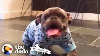 Pit Bull With Dwarfism Finds The Perfect Dad   | The Dodo Pittie Nation