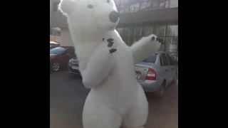 Белый медведь танцует! Polar bear dance!