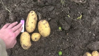 Уборка урожая картофеля после посадки сдвоенными рядами
