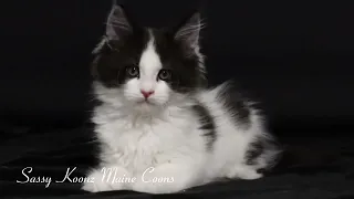 Black and White Tuxedo Maine Coon Kittens | Brothers | Going Home together