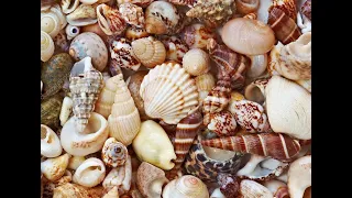 Juno Beach Florida: Collecting Sea Shells in the Surf!