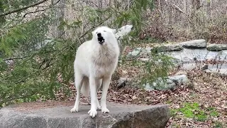 Wolves Sing to Strengthen Their Love