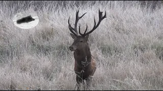 Hunting in October - end of the red deer rut