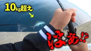 本編【日本記録!?】エギ竿で堤防からとんでもない魚が釣れた‼