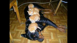 😺 Kittens and dogs! 🐈 Funny video with cats and dogs for a good mood! 😸