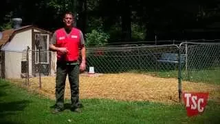 How to Prevent and Treat Coccidiosis in Chickens | Chicken Care | Tractor Supply Co.