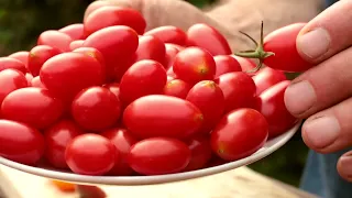 Třešňová rajčata - chuť je PRÍM
