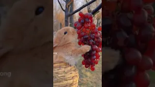 Little Red The Baby squirrel eat grapes#reaction #shorts#trending #viral #youtubeshorts#cartoon
