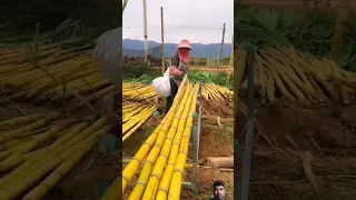 আখ চাষ। Sugarcane cultivate। #village #agriculture #farming #sugar