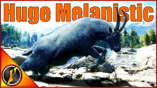 The Melanistic Mountain Goat I've Always Wanted!