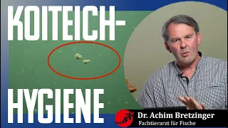 Die Teichhygiene und die Gesundheit von Koi I KOIDOC DR. BRETZINGER