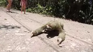 Sloth crossing the road in Costa Rica