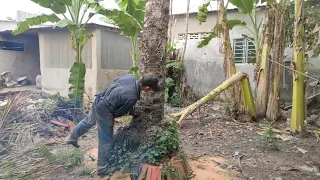 Cưa cây dừa gần nhà trăm tuổi ,Cao nhức ô lâm