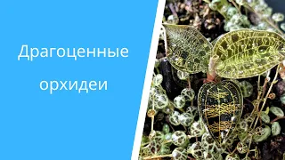 6 Драгоценных Орхидей: распаковка посылки, состав почвы, пересадка в парник