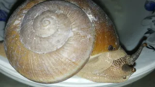 Wow Snail Animal so Cute. #snail #animals