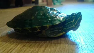Моя черепаха Марвин