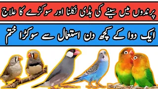 Birds Main Seep or Sokra ka ilaj | Sick Birds Treatment | Mini Zoo