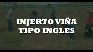 INJERTO VIÑA TIPO INGLES