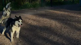 площадка для собак в Петергофе 🐶🐶