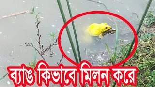 Frog Sounds /Rare Yellow Frog / Wonderful Bangladeshi Bullfrog Video /indian Bullfrog Amazing video