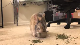 Rabbit Playing With Her Food -- Abigail throwing food bowl