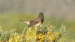 Ruiseñor pechiazul