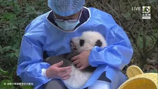 The second son of mama Beichuan, baby BeiXia is a brave and lovely fighter🐼🥰|Panda HappyLand