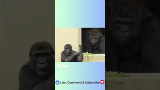 #shorts TikTok  Funny Gorilla Compliation