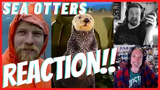 Sea Otters (Obi Wan Kenobi Remix)-Reaction