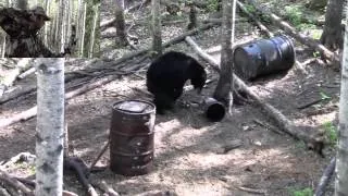 ArcheryAddix Black Bear Hunt with Top Notch Adventures