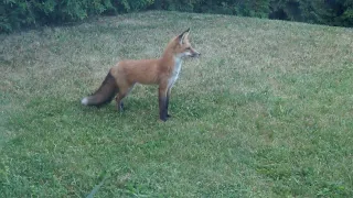 WOW!  A regal looking fluffy fox with a bushy tail!