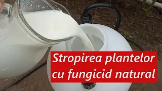 Stropirea plantelor cu fungicid natural