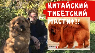 Китайский Тибетский мастиф - это не Тибетский мастиф