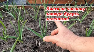 Important spring feeding of winter garlic - garlic will not turn yellow!