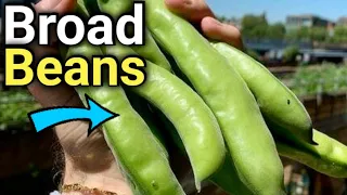 Autumn Harvest: A Beginner's Guide to Growing Broad Beans