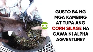 Gusto Ba ng mga Kambing at Tupa ang Corn Silage na Gawa ni Alpha Agventure?