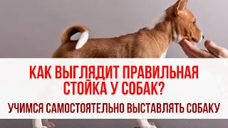 Как выглядит правильная стойка у собак? Учимся красиво выставлять собаку в ринге