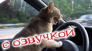 Приколы с котами! Самая смешная озвучка животных 2022! ДО СЛЕЗ!