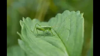 The Green Grasshopper (Soviet Songs in English) - В траве сидел кузнечик (на англ. языке)