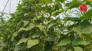 Why does a cucumber have many flowers and few fruits?