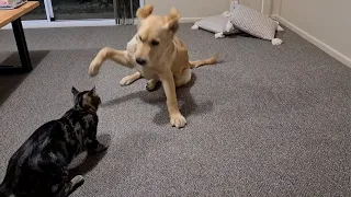 Cat attacks dog