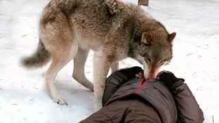 Сердце мужчины могло остановиться в любой момент, но преданный ВОЛК не дал ему умереть