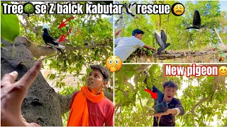 Tree 🌴se Z Black pigeon🕊 pakda😍 !! new pigeon🕊 pakda🤑 ! #petsvlog #pets