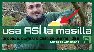 PROTEGE, CURA y CICATRIZA las heridas de tus árboles 🦠 [v 62] Curso básico de Jardinería 2021 | LdN