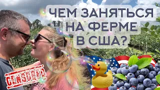 Чем заняться на ферме Amber Brooke Farms в Америке? Путешествие по Флориде. Жизнь в США