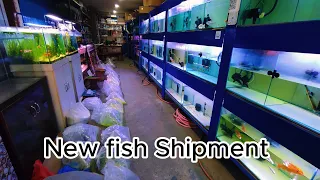 Unboxing the Excitement: Dive into our Latest Fish Shipment!